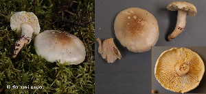  (Tricholoma saponaceum - MQ24-HL2038)  @11 [ ] bc-nc (2023) Herman Lambert Unspecified