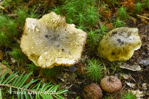  (Tricholoma subsejunctum - MQ24-HRL4313)  @11 [ ] by-nc (2023) Renee Lebeuf Unspecified