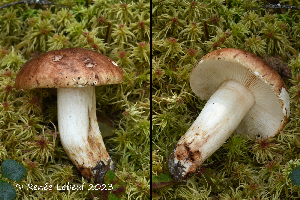  (Tricholoma mcneilii - MQ24-HRL4322)  @11 [ ] by-nc (2023) Renee Lebeuf Unspecified