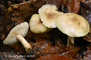  (Tricholoma pallens - MQ24-HRL4365)  @11 [ ] by-nc (2023) Renee Lebeuf Unspecified
