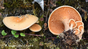  (Hygrophoropsis cf. aurantiaca - MQ24a-HRL4606)  @11 [ ] (bc-nc) (2024) Renee Lebeuf Unspecified