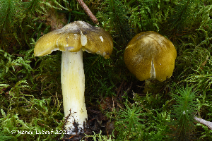  ( - MQ25a-HRL5032)  @11 [ ] (bc-nc) (2025) Renee Lebeuf Unspecified