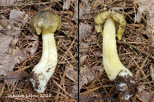  ( - MQ25a-HRL5041)  @11 [ ] (bc-nc) (2025) Renee Lebeuf Unspecified