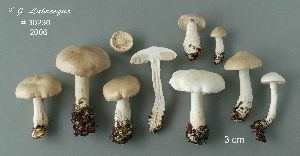  (Tricholoma inamoenum - MQ24-RPL30230-CMMF27429)  @11 [ ] by-nc (2006) Jacqueline Labrecque Unspecified
