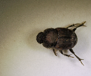  ( - MPALA-OPP-HYENA-01)  @11 [ ] CreativeCommons  Attribution Non-Commercial Share-Alike  (2024) Unspecified Princeton University