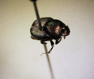  ( - MPALA-T1-ELE-16)  @11 [ ] CreativeCommons  Attribution Non-Commercial Share-Alike  (2024) Unspecified Princeton University