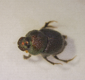  ( - SPEC#0568)  @11 [ ] CreativeCommons  Attribution Non-Commercial Share-Alike  (2024) Unspecified Princeton University