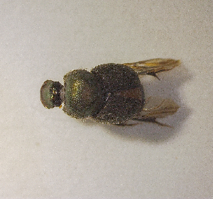  ( - SPEC#0576)  @11 [ ] CreativeCommons  Attribution Non-Commercial Share-Alike  (2024) Unspecified Princeton University