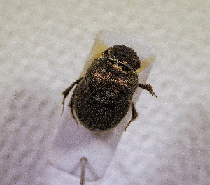  ( - SPEC#0994)  @11 [ ] CreativeCommons  Attribution Non-Commercial Share-Alike  (2024) Unspecified Princeton University