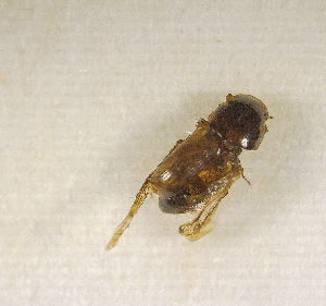  (Aphodius sp.ACK7362 - SPEC#2545)  @11 [ ] CreativeCommons  Attribution Non-Commercial Share-Alike  (2024) Unspecified Princeton University