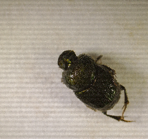  ( - SPEC#2731)  @11 [ ] CreativeCommons  Attribution Non-Commercial Share-Alike  (2024) Unspecified Princeton University