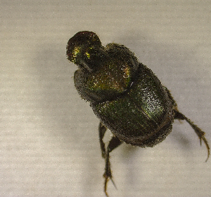  ( - SPEC#2736)  @11 [ ] CreativeCommons  Attribution Non-Commercial Share-Alike  (2024) Unspecified Princeton University