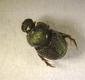  ( - SPEC#2943)  @11 [ ] CreativeCommons  Attribution Non-Commercial Share-Alike  (2024) Unspecified Princeton University