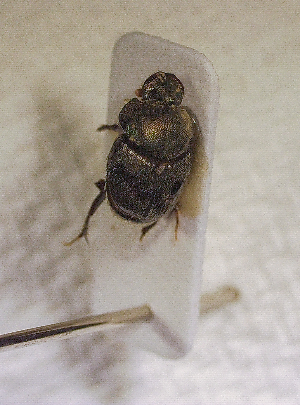  ( - SPEC#3021)  @11 [ ] CreativeCommons  Attribution Non-Commercial Share-Alike  (2024) Unspecified Princeton University