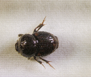  ( - SPEC#3126)  @11 [ ] CreativeCommons  Attribution Non-Commercial Share-Alike  (2024) Unspecified Princeton University