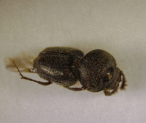  ( - SPEC#3132)  @11 [ ] CreativeCommons  Attribution Non-Commercial Share-Alike  (2024) Unspecified Princeton University