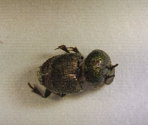  ( - SPEC#3660)  @11 [ ] CreativeCommons  Attribution Non-Commercial Share-Alike  (2024) Unspecified Princeton University