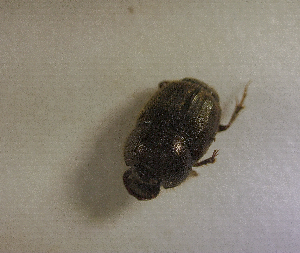  ( - SPEC#3667)  @11 [ ] CreativeCommons  Attribution Non-Commercial Share-Alike  (2024) Unspecified Princeton University