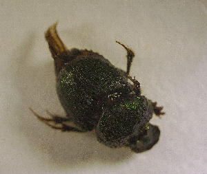  ( - SPEC#3672)  @11 [ ] CreativeCommons  Attribution Non-Commercial Share-Alike  (2024) Unspecified Princeton University