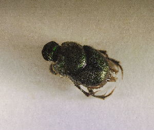  ( - SPEC#3953)  @11 [ ] CreativeCommons  Attribution Non-Commercial Share-Alike  (2024) Unspecified Princeton University