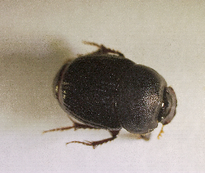  ( - SPEC#4197)  @11 [ ] CreativeCommons  Attribution Non-Commercial Share-Alike  (2024) Unspecified Princeton University