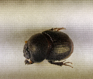  ( - SPEC#4292)  @11 [ ] CreativeCommons  Attribution Non-Commercial Share-Alike  (2024) Unspecified Princeton University