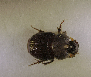  ( - SPEC#4316)  @11 [ ] CreativeCommons  Attribution Non-Commercial Share-Alike  (2024) Unspecified Princeton University