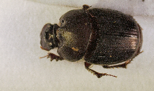  ( - SPEC#4343)  @11 [ ] CreativeCommons  Attribution Non-Commercial Share-Alike  (2024) Unspecified Princeton University