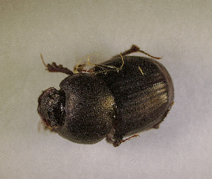  ( - SPEC#4359)  @11 [ ] CreativeCommons  Attribution Non-Commercial Share-Alike  (2024) Unspecified Princeton University