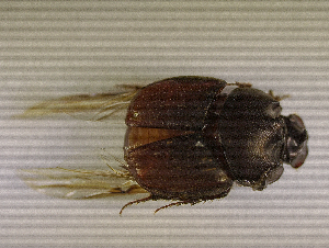  ( - SPEC#4365)  @11 [ ] CreativeCommons  Attribution Non-Commercial Share-Alike  (2024) Unspecified Princeton University