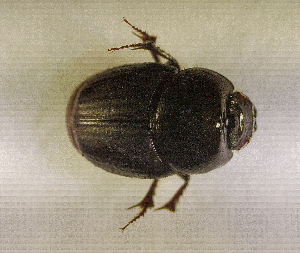  ( - SPEC#4421)  @11 [ ] CreativeCommons  Attribution Non-Commercial Share-Alike  (2024) Unspecified Princeton University