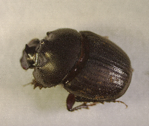  ( - SPEC#4423)  @11 [ ] CreativeCommons  Attribution Non-Commercial Share-Alike  (2024) Unspecified Princeton University