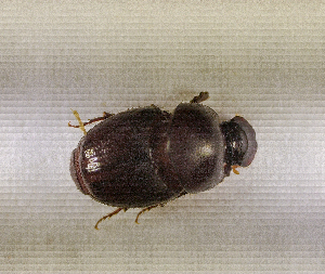  ( - SPEC#4445)  @11 [ ] CreativeCommons  Attribution Non-Commercial Share-Alike  (2024) Unspecified Princeton University