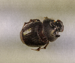  ( - SPEC#4451)  @11 [ ] CreativeCommons  Attribution Non-Commercial Share-Alike  (2024) Unspecified Princeton University