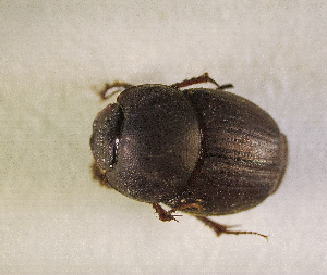  ( - SPEC#4758)  @11 [ ] CreativeCommons  Attribution Non-Commercial Share-Alike  (2024) Unspecified Princeton University