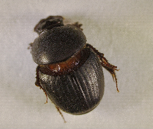  ( - SPEC#4763)  @11 [ ] CreativeCommons  Attribution Non-Commercial Share-Alike  (2024) Unspecified Princeton University