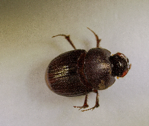  ( - SPEC#5155)  @11 [ ] CreativeCommons  Attribution Non-Commercial Share-Alike  (2024) Unspecified Princeton University