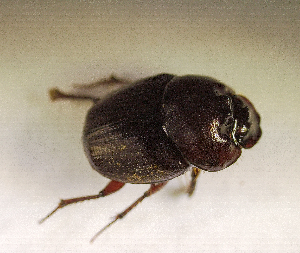  ( - SPEC#5453)  @11 [ ] CreativeCommons  Attribution Non-Commercial Share-Alike  (2024) Unspecified Princeton University