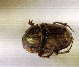  (Liatongus sp.AFX7008 - SPEC#5526)  @11 [ ] CreativeCommons  Attribution Non-Commercial Share-Alike  (2024) Unspecified Princeton University