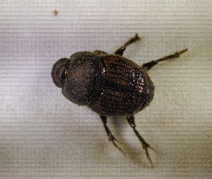  ( - SPEC#5561)  @11 [ ] CreativeCommons  Attribution Non-Commercial Share-Alike  (2024) Unspecified Princeton University