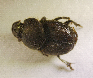  ( - SPEC#5657)  @11 [ ] CreativeCommons  Attribution Non-Commercial Share-Alike  (2024) Unspecified Princeton University