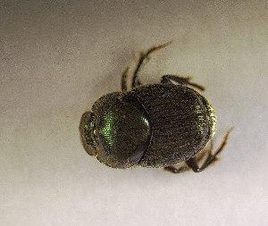  ( - SPEC#6156)  @11 [ ] CreativeCommons  Attribution Non-Commercial Share-Alike  (2024) Unspecified Princeton University