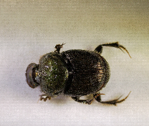  ( - SPEC#6479)  @11 [ ] CreativeCommons  Attribution Non-Commercial Share-Alike  (2024) Unspecified Princeton University