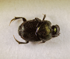  ( - SPEC#7699)  @11 [ ] CreativeCommons  Attribution Non-Commercial Share-Alike  (2024) Unspecified Princeton University