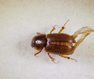  (Trichaphodioides sp.AFX9210 - SPEC#7825)  @11 [ ] CreativeCommons  Attribution Non-Commercial Share-Alike  (2024) Unspecified Princeton University