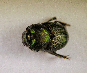  ( - SPEC#8112)  @11 [ ] CreativeCommons  Attribution Non-Commercial Share-Alike  (2024) Unspecified Princeton University