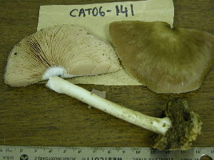  (Pluteus cf. petasatus - TRTC155621_ITS)  @11 [ ] CreativeCommons - Attribution Non-Commercial Share-Alike (2010) Mycology Division, Royal Ontario Museum Royal Ontario Museum