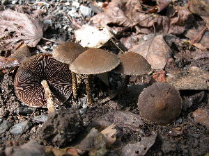  ( - TRTC155628)  @11 [ ] CreativeCommons - Attribution Non-Commercial Share-Alike (2010) Mycology Division, Royal Ontario Museum Royal Ontario Museum