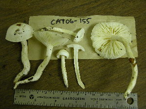  ( - TRTC155635_ITS)  @11 [ ] CreativeCommons - Attribution Non-Commercial Share-Alike (2010) Mycology Division, Royal Ontario Museum Royal Ontario Museum