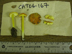  (Hygrocybe persistens - TRTC155647)  @11 [ ] CreativeCommons - Attribution Non-Commercial Share-Alike (2010) Mycology Division, Royal Ontario Museum Royal Ontario Museum